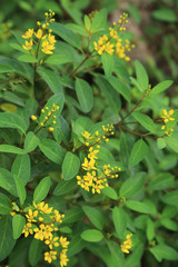 Wall Mural - Galphimia Thryallis glauca or Gold Shower flower, ornamental shrub plant in garden.