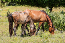 Wild Horses Graze The Lush Pastures On Cumberland Island GA