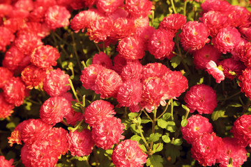 Wall Mural - Pink chrysanthemum flowers garden in warm light vintage toned.