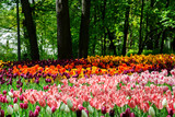 Fototapeta Tulipany - Amazing blooming tulips in the spring city park.