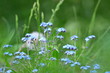 Summer background.Countryside nature. Blue flowers for printing walls,covers