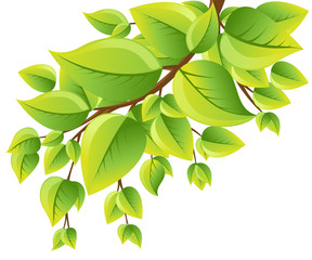 Wall Mural - vector tree branch with green leaves