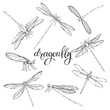 Dragonfly. Vector contour illustration on white background. Isolated elements for design, eight insects.