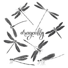 Dragonfly. Silhouettes. Vector  Illustration On White Background. Isolated Elements For Design, Eight Insects.