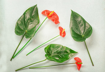 Poster - Composition with beautiful tropical flowers and leaves on light background