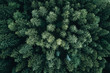 © Michael Schauer - Aerial view of pine forest