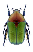 Beetle Protaetia Cuprea Ignicollis On A White Background