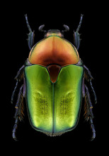 Beetle Protaetia Cuprea Ignicollis On A Black Background