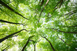 Leinwandbild Motiv Tree canopies
