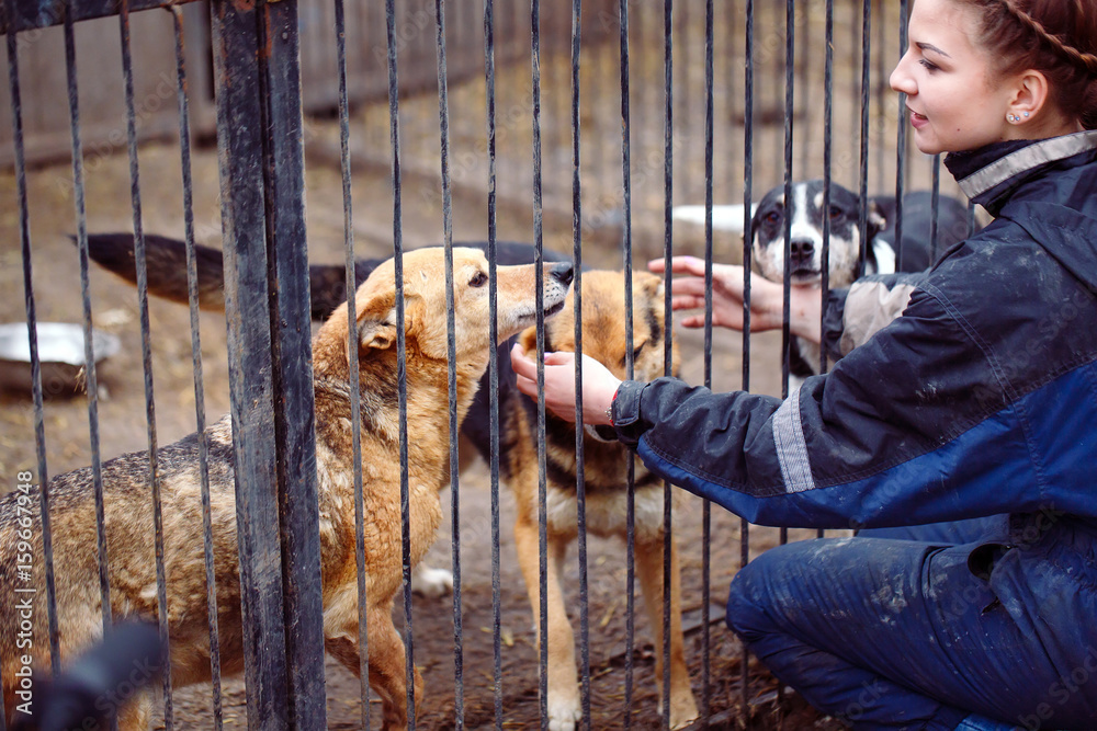 Girl volunteer in the nursery for dogs. Shelter for stray dogs. - obrazy, fototapety, plakaty 
