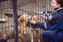 Girl Volunteer In The Nursery For Dogs. Shelter For Stray Dogs.