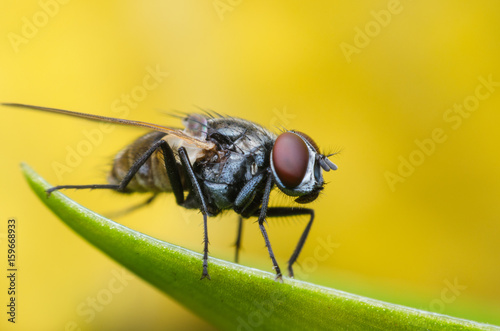 Cuadros en Lienzo insect fly, green housefly on green leaves with yellow background