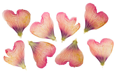 Wall Mural - Pressed and dried delicate petals of flowers of mallow, isolated