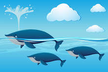 Three Whales Swimming In Ocean