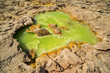 Heart Shaped, Green Acid Geyser Pool in Dalol Danakil Depression Ethiopia