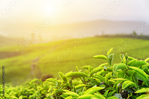 Fotografía Green tea leaves at tea plantation in rays of sunset