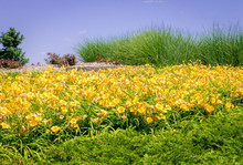 Large Yellow Daylily Garden Hemerocallis Lilioasphodelus