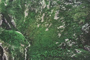 Top view of a green forest in the mountains