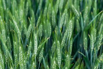 Field of ground barley. Green classes on a pure green background. Selective fokuse. Concept agro culture.