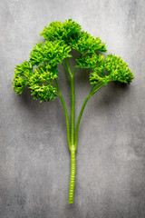 Wall Mural - Fresh tied parsley on gray surface.