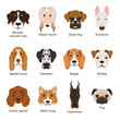 Different dogs. Vector illustrations set isolate on white