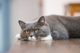 Fototapeta Koty - The gray British cat, lay on the table