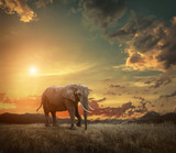 Fototapeta Zwierzęta - Elephant with trunks and big ears outdoor under sunlight.
