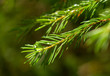 © ola_pisarenko - Drops on a spruce branch