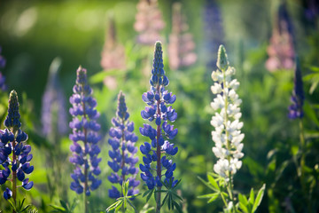 Sticker - Lupine