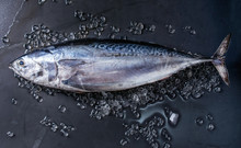 Raw Fresh Whole Tuna Fish On Crushed Ice Over Dark Wet Metal Background. Top View With Space