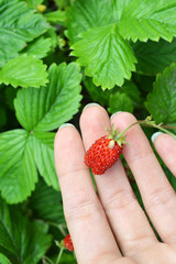 Wall Mural - strawberry in a woman hand
