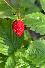 Wall Mural - strawberry