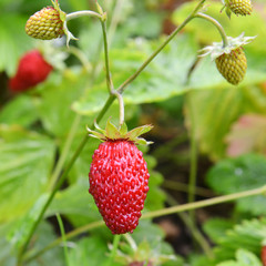 Wall Mural - wild strawberry