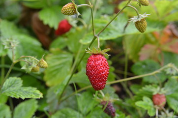 Wall Mural - wild strawberry