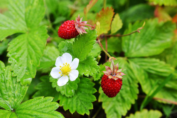 ripe wild strawberry