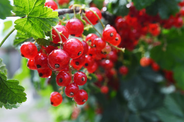 Wall Mural - red currant