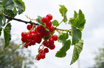 Wall Mural - red currant on a bush