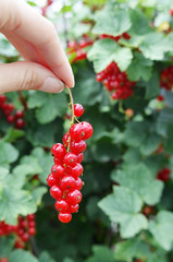 Wall Mural - red currant in a woman hand