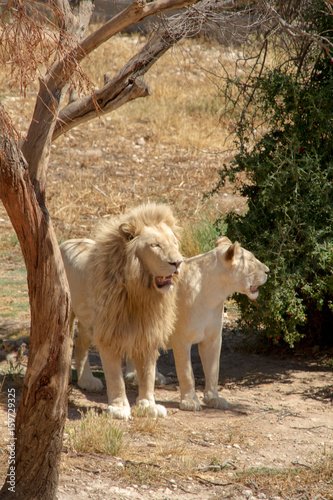 Lion Blanc Buy This Stock Photo And Explore Similar Images At Adobe Stock Adobe Stock Lion Blanc Buy This Stock Photo And Explore Similar Images At Adobe Stock Adobe Stock