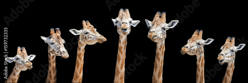 Seven giraffes with different facial expressions Canvas Print