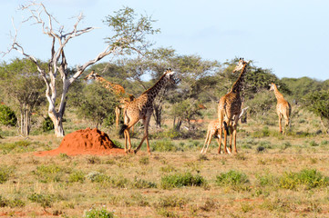 Sticker - Giraffes in West Tsavo Park in Central Kenya