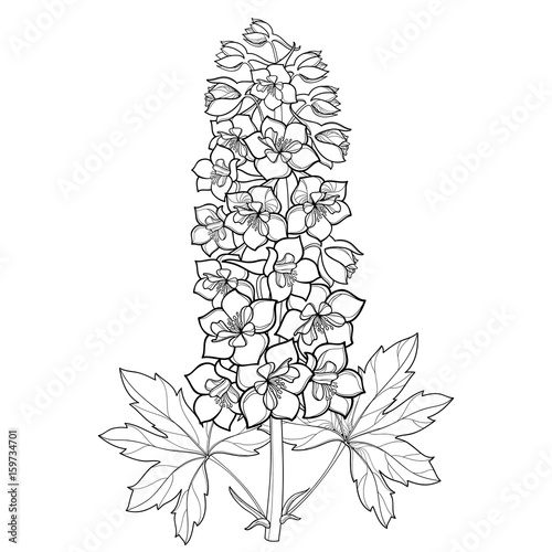 Cuadros en Lienzo Vector bunch with Delphinium or Larkspur