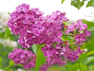 Branch of lilac flowers with green leaves close up, macro. Spring summer background