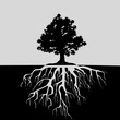Split view of oak tree and its roots. Black and white illustration