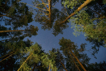 Wall Mural - Natural Real Night Starry Sky Above Green Pine Trees In Forest Park