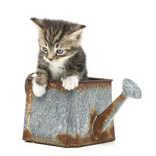 Red Kitten And Watering Can Free Stock Photo - Public Domain Pictures