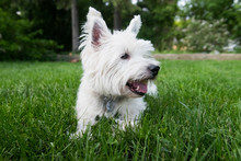 West Highland White Terrier On A Green Grass