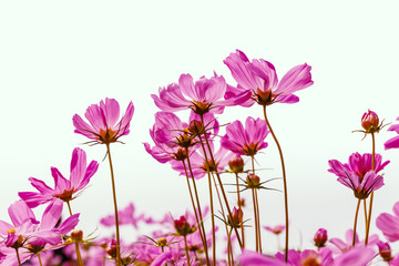 cosmos flower on white background