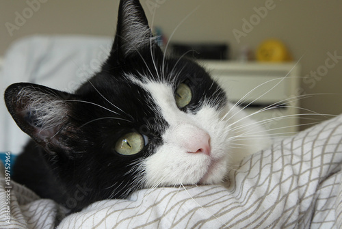 Chat Noir Et Blanc Buy This Stock Photo And Explore