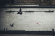Pigeons across a wall in London